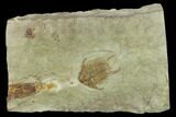 2.5" Ordovician Foulonia Trilobite With Cephalopod - #131322-1